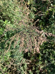 Artemisia vulgaris