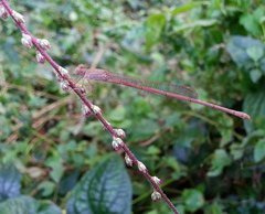 Ceriagrion olivaceum