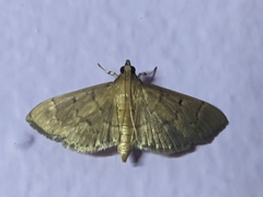 Herpetogramma licarsisalis