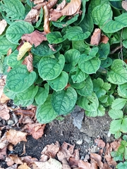 Brunnera macrophylla