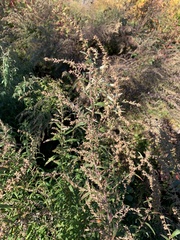 Artemisia vulgaris