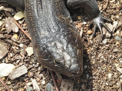 Egernia kingii