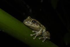 Scinax fuscovarius