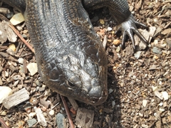 Egernia kingii