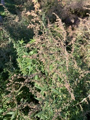 Artemisia vulgaris