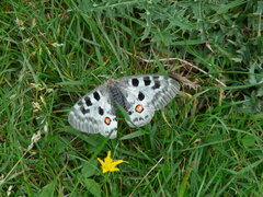 Parnassius apollo