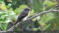 Muscicapa sibirica
