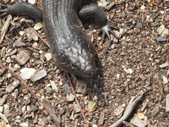 Egernia kingii