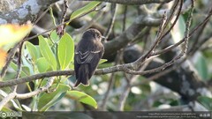 Muscicapa sibirica