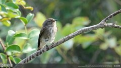 Muscicapa sibirica