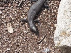 Egernia kingii