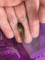 Parablennius yatabei