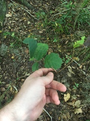 Dolichandra unguis-cati