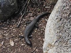 Egernia kingii