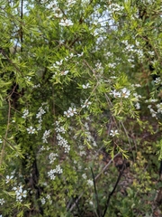 Leptospermum trinervium