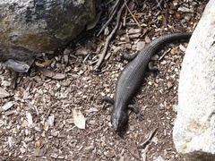 Egernia kingii