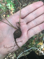 Dolichandra unguis-cati