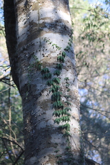 Dolichandra unguis-cati