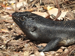 Egernia kingii