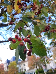 Scandosorbus intermedia