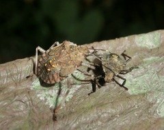 Halyomorpha halys