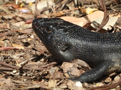 Egernia kingii