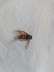Milesia crabroniformis
