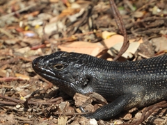 Egernia kingii