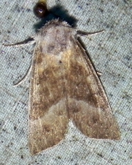 Papaipema eupatorii