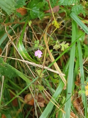 Robertium