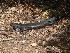 Egernia kingii