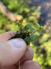 Ludwigia repens