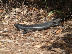 Egernia kingii
