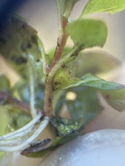 Ludwigia repens