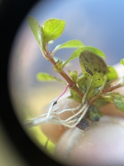 Ludwigia repens