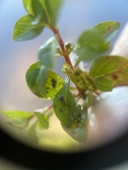 Ludwigia repens