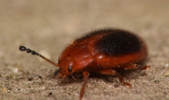 Stenotarsus hispidus