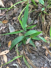 Dichanthelium commutatum