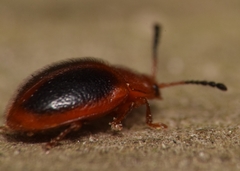 Stenotarsus hispidus