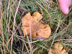 Cuphophyllus pratensis