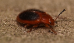 Stenotarsus hispidus