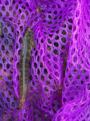 Omobranchus punctatus