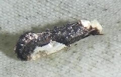 Monopis longella