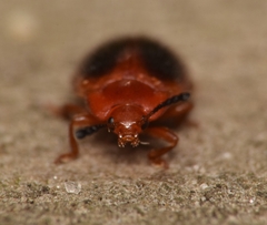 Stenotarsus hispidus