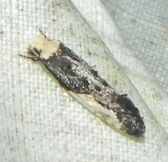 Monopis longella