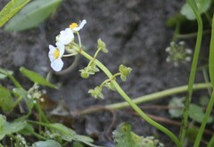 Sagittaria platyphylla
