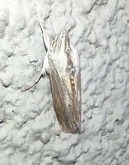 Cucullia laetifica