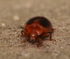 Stenotarsus hispidus