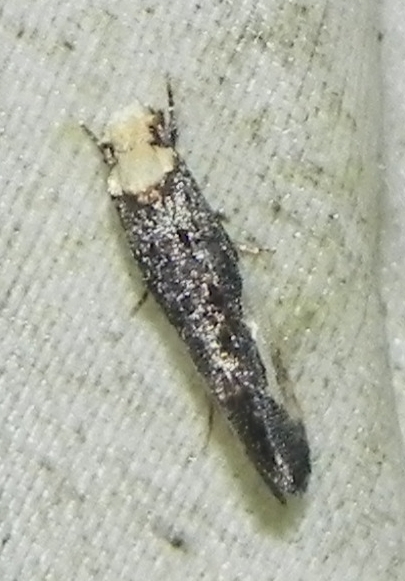 Pavlovski's Monopis Moth