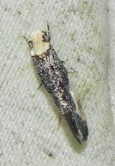 Monopis longella